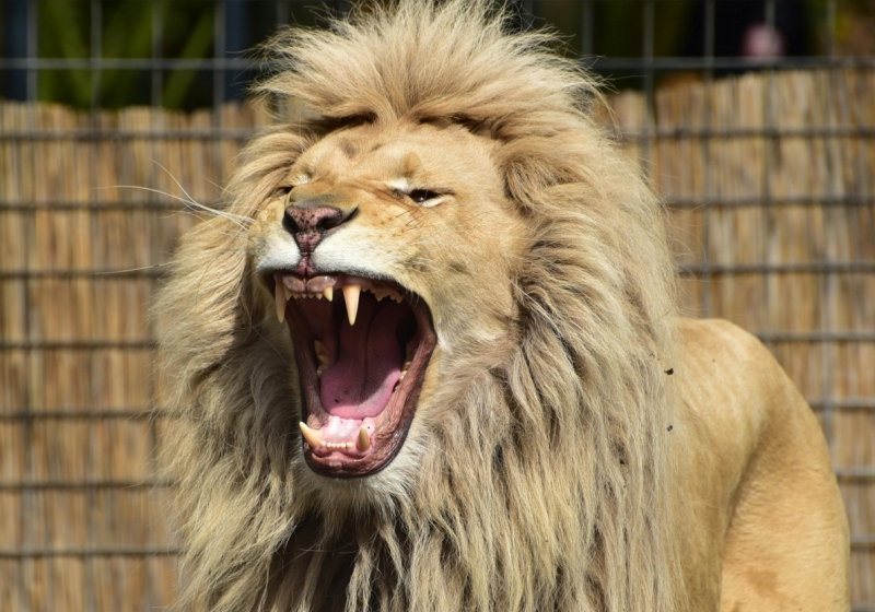 Image libre de droit